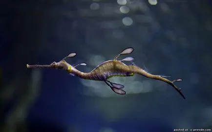 Acest Seahorse neobișnuit sau pești, cu un gât - 17 fotografii - poze - fotografii lumii naturale