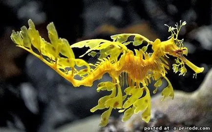 Acest Seahorse neobișnuit sau pești, cu un gât - 17 fotografii - poze - fotografii lumii naturale