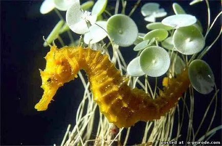 Acest Seahorse neobișnuit sau pești, cu un gât - 17 fotografii - poze - fotografii lumii naturale