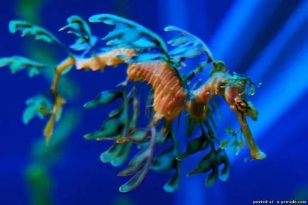 Acest Seahorse neobișnuit sau pești, cu un gât - 17 fotografii - poze - fotografii lumii naturale