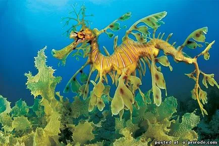 Acest Seahorse neobișnuit sau pești, cu un gât - 17 fotografii - poze - fotografii lumii naturale