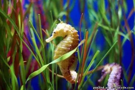 Acest Seahorse neobișnuit sau pești, cu un gât - 17 fotografii - poze - fotografii lumii naturale