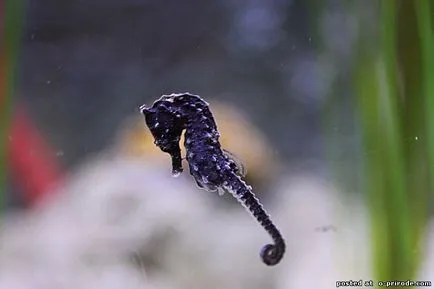 Acest Seahorse neobișnuit sau pești, cu un gât - 17 fotografii - poze - fotografii lumii naturale