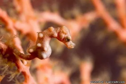 Acest Seahorse neobișnuit sau pești, cu un gât - 17 fotografii - poze - fotografii lumii naturale