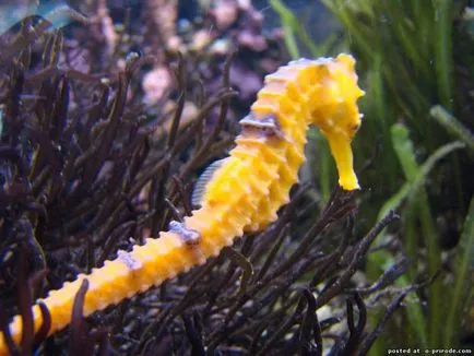 Acest Seahorse neobișnuit sau pești, cu un gât - 17 fotografii - poze - fotografii lumii naturale