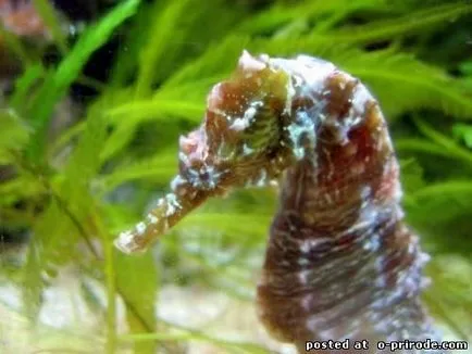 Acest Seahorse neobișnuit sau pești, cu un gât - 17 fotografii - poze - fotografii lumii naturale