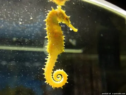 Acest Seahorse neobișnuit sau pești, cu un gât - 17 fotografii - poze - fotografii lumii naturale