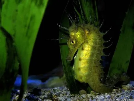 Acest Seahorse neobișnuit sau pești, cu un gât - 17 fotografii - poze - fotografii lumii naturale