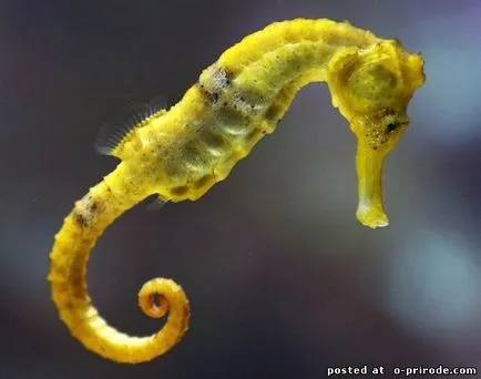 Acest Seahorse neobișnuit sau pești, cu un gât - 17 fotografii - poze - fotografii lumii naturale