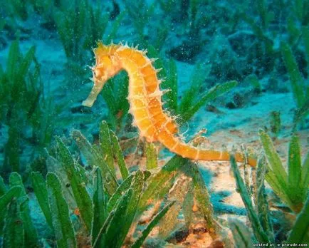 Acest Seahorse neobișnuit sau pești, cu un gât - 17 fotografii - poze - fotografii lumii naturale