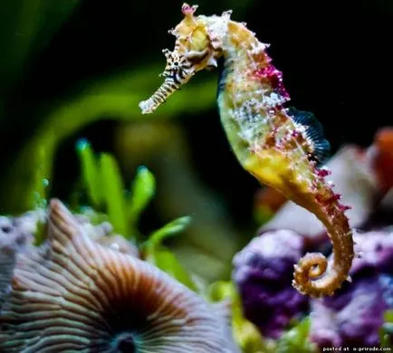 Acest Seahorse neobișnuit sau pești, cu un gât - 17 fotografii - poze - fotografii lumii naturale