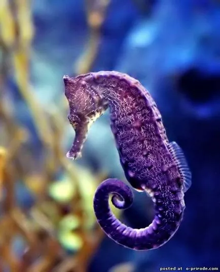 Acest Seahorse neobișnuit sau pești, cu un gât - 17 fotografii - poze - fotografii lumii naturale