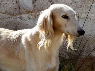 Taigan описание порода (със снимки) характеристики и, всичко за кучета