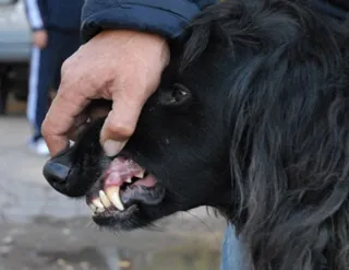 Caracteristici Taigan și descrierea rasa (cu fotografii), totul despre câini