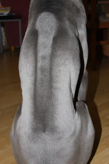 Thai Ridgeback