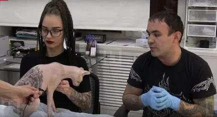 Pisica Tattoo din expertul Yekaterinburg marcat tatuaje lui Sphinx