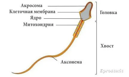 Teratozoospermia si sarcina - este posibil pentru a obține gravidă