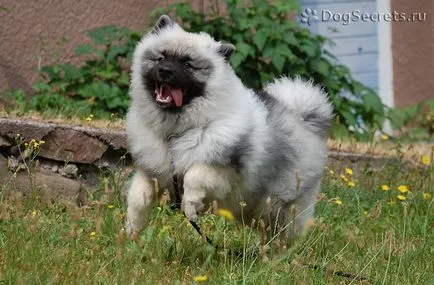 Tipuri de German Spitz și Pomerania, mici, mijlocii, mari