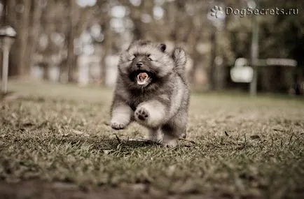 Tipuri de German Spitz și Pomerania, mici, mijlocii, mari