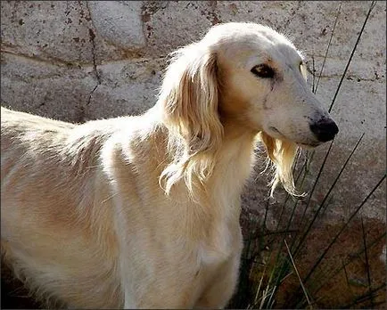 Taigan (Kirgiz Borzoi) kutya Fotó, videó, ár