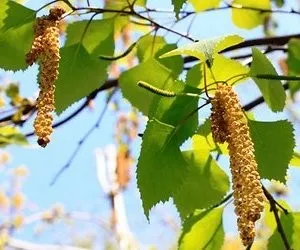 Почистване на тялото от токсини и примеси в дома