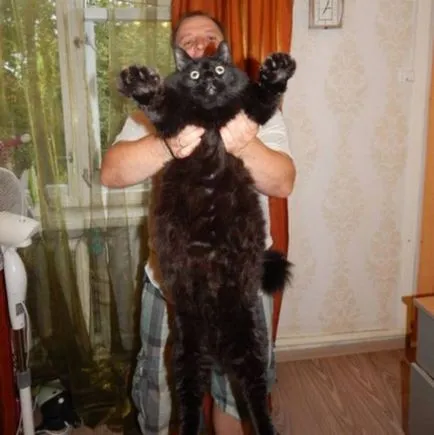 Egy hatalmas fekete macska a karéliai vált híressé az egész országban
