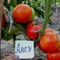 Tomate mulțimi Caracterizarea și descrierea soiului, randamentul, fotografie, recenzii