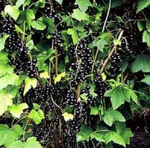 plantarea și întreținerea coacăze negre subtilități