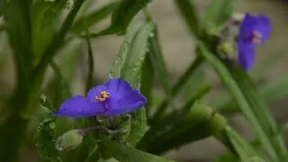 Tradescantia belotsvetkovaya грижи у дома, снимки