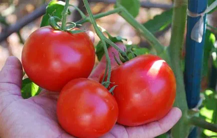 Tomate „rulare» - f1 comentarii, fotografii, caietul de sarcini și descrieri ale hibridului