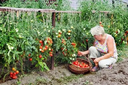 Paradicsom broody leírása és jellemzői, a termesztés és karbantartás, fotó