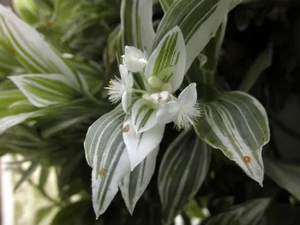 Tradescantia ápolási otthon, fajok és tenyésztési