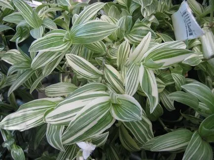 Tradescantia de îngrijire la domiciliu, specii și de reproducție