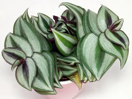 Tradescantia грижи в дома, видове и отглеждане