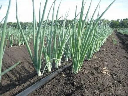 Pipes a kert öntözésére a ház választás, fotó- és videoszerkesztő