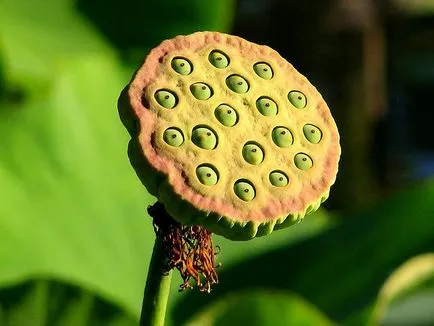 Trypophobia - cauze, simptome, metode de depășire