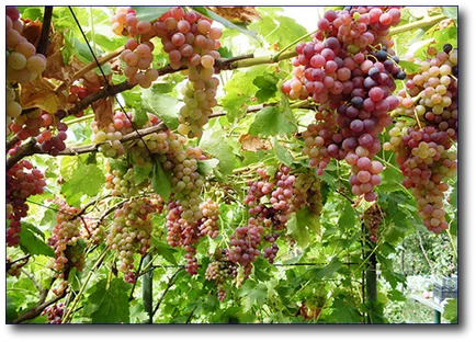 Amely vízszintes szőlő lugas