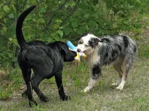 Pungile de sub ochi de câine, directorul crescător