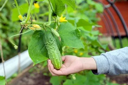 Hozamú fajták uborka nyílt területen a központi régióban és Szibériában