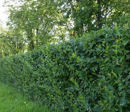 Care Cotoneaster - milyen a növény, és a sövény, metszés és az átültetést a nyílt terepen,