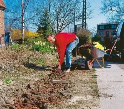 Îngrijire Cotoneaster - cum să planteze și să facă un gard viu, tăierea și transplantarea în teren deschis,