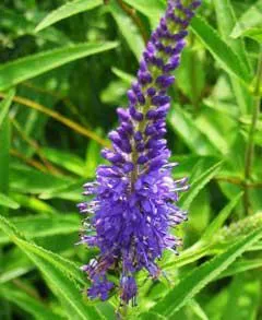 Cultivarea Veronica longifolia, proprietăți medicinale, fotografii