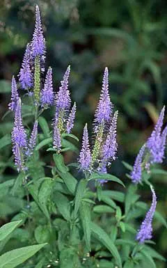 Veronica longifolia termesztés, gyógyszer tulajdonságait, fotók