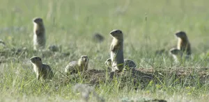 Kullancs vadászat pneumatika