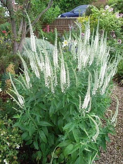 култивиране Veronica Longifolia, лечебни свойства, снимки