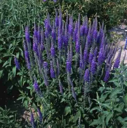 култивиране Veronica Longifolia, лечебни свойства, снимки