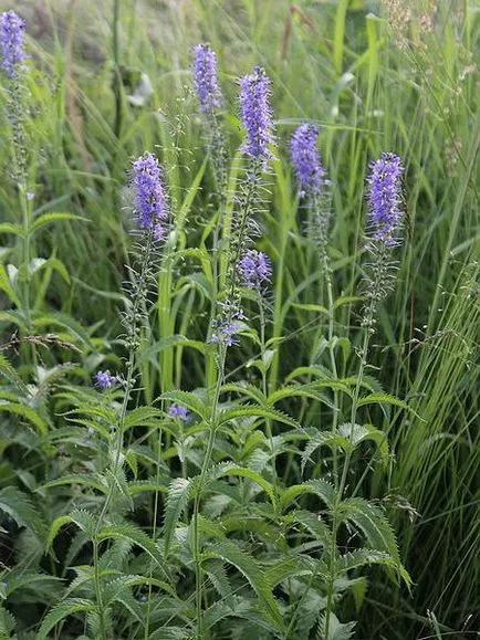 Cultivarea Veronica longifolia, proprietăți medicinale, fotografii