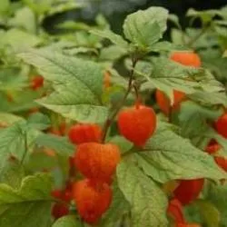 Отглеждане Physalis дома