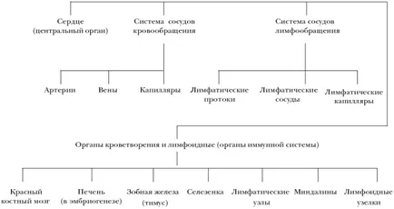 Ghid de uz veterinar pentru proprietarii de caini - sistemul limfatic - cartea „“