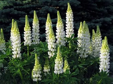 Cultivarea lupin